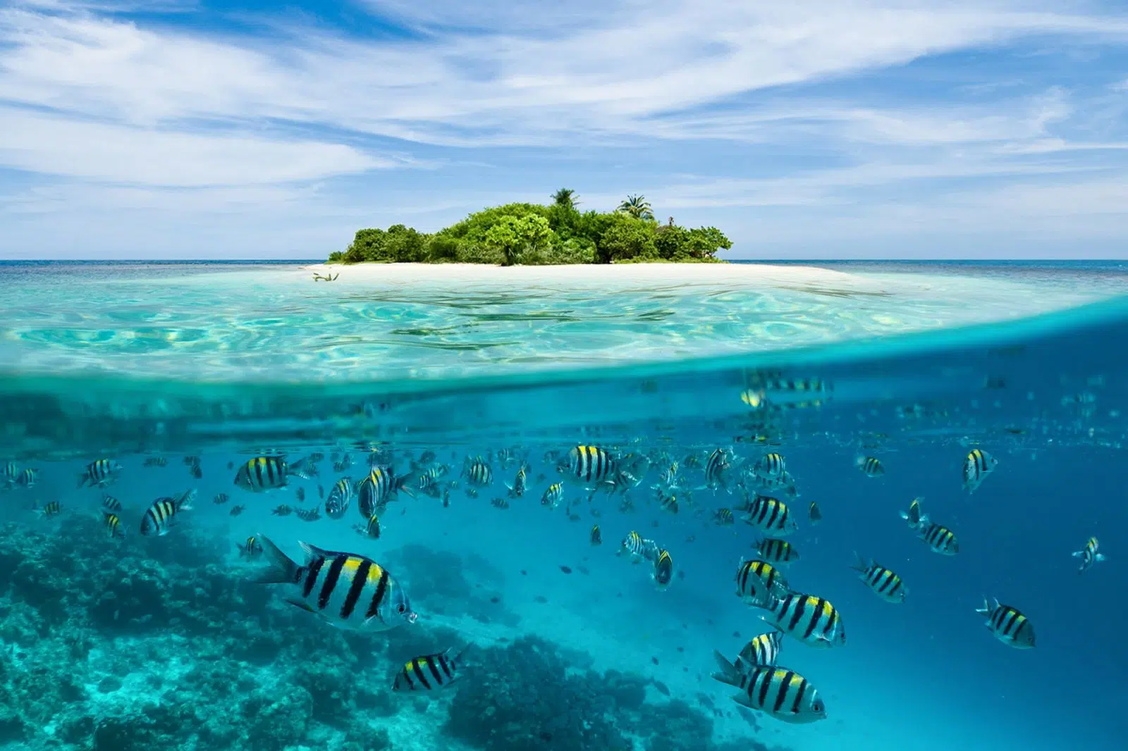 Tropical island and school of fish seen from the water at Tabuhan Island