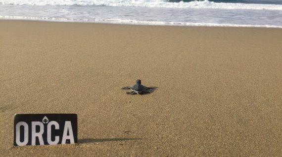 ORCA365 turtle conservation
