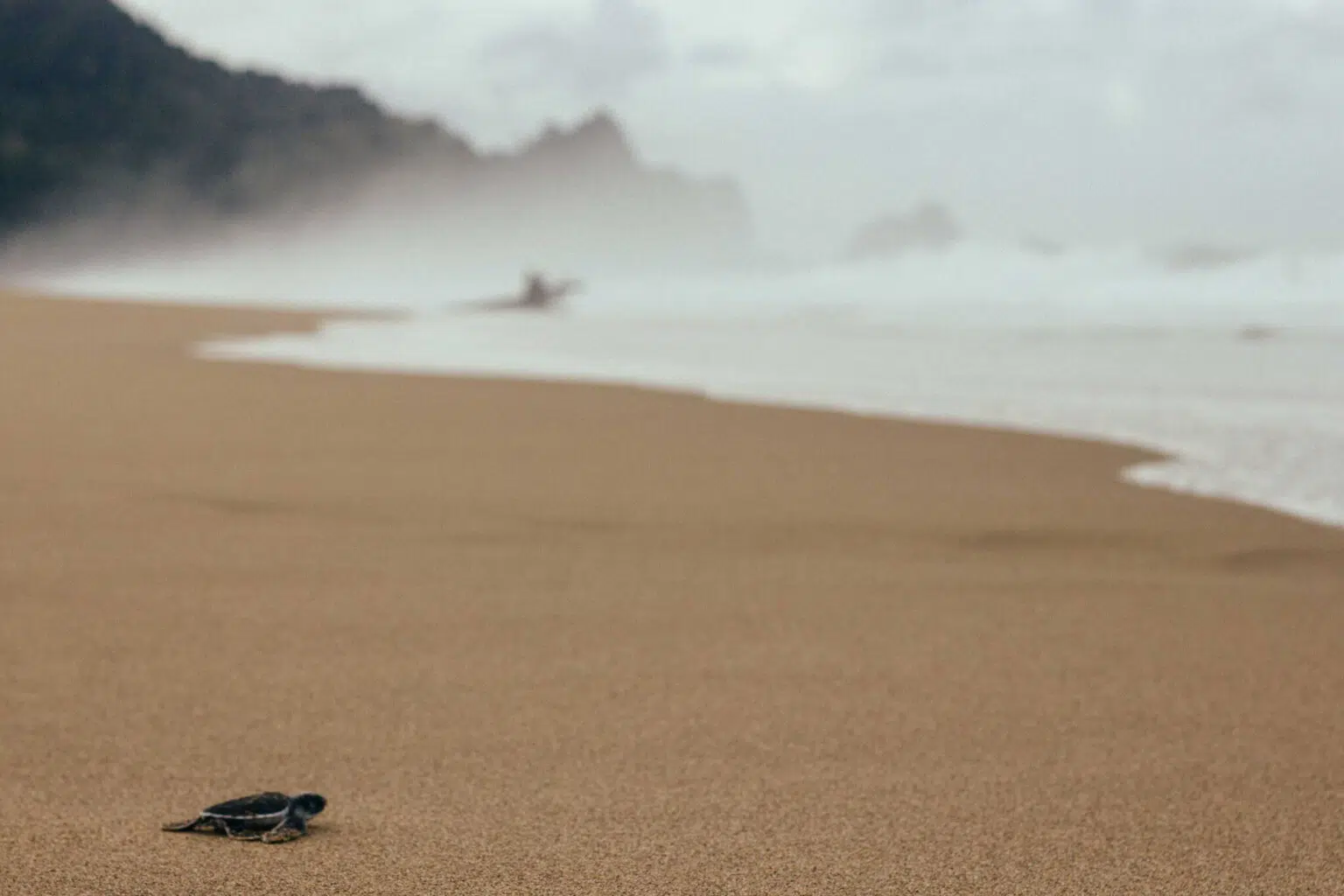 Sukamade Turtle Sanctuary