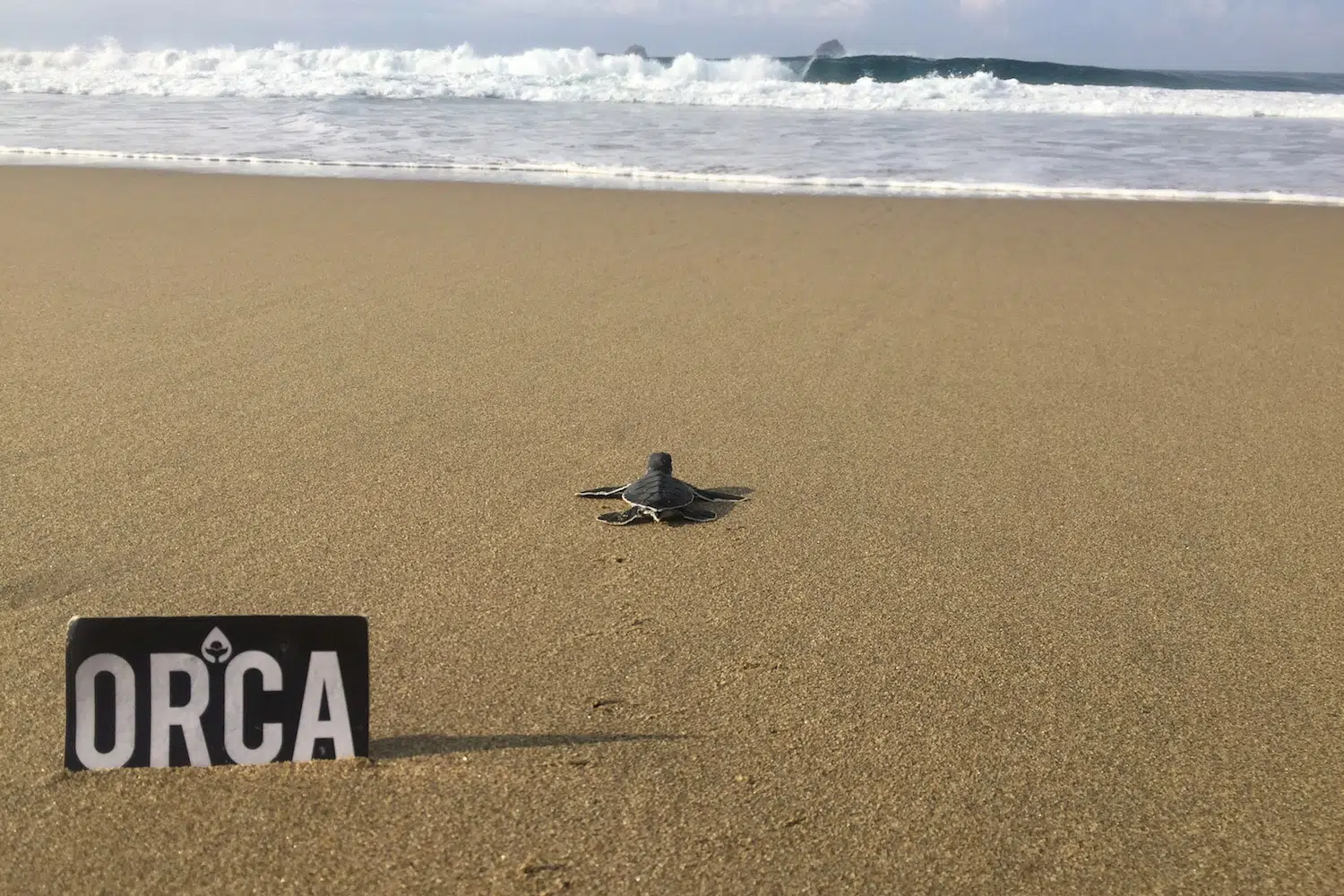 ORCA365 turtle conservation