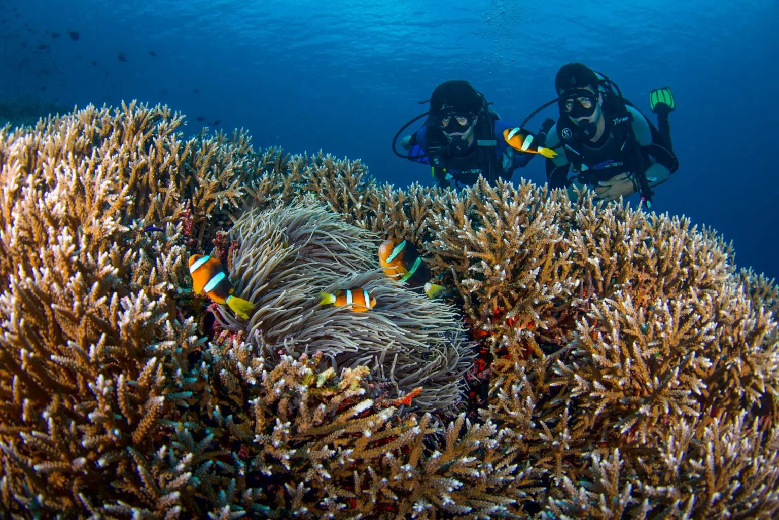 7 DAY 6 NIGHT DIVE COURSE NUSA LEMBONGAN - Image 4