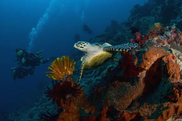 7 DAY 6 NIGHT DIVE COURSE NUSA LEMBONGAN - Image 6