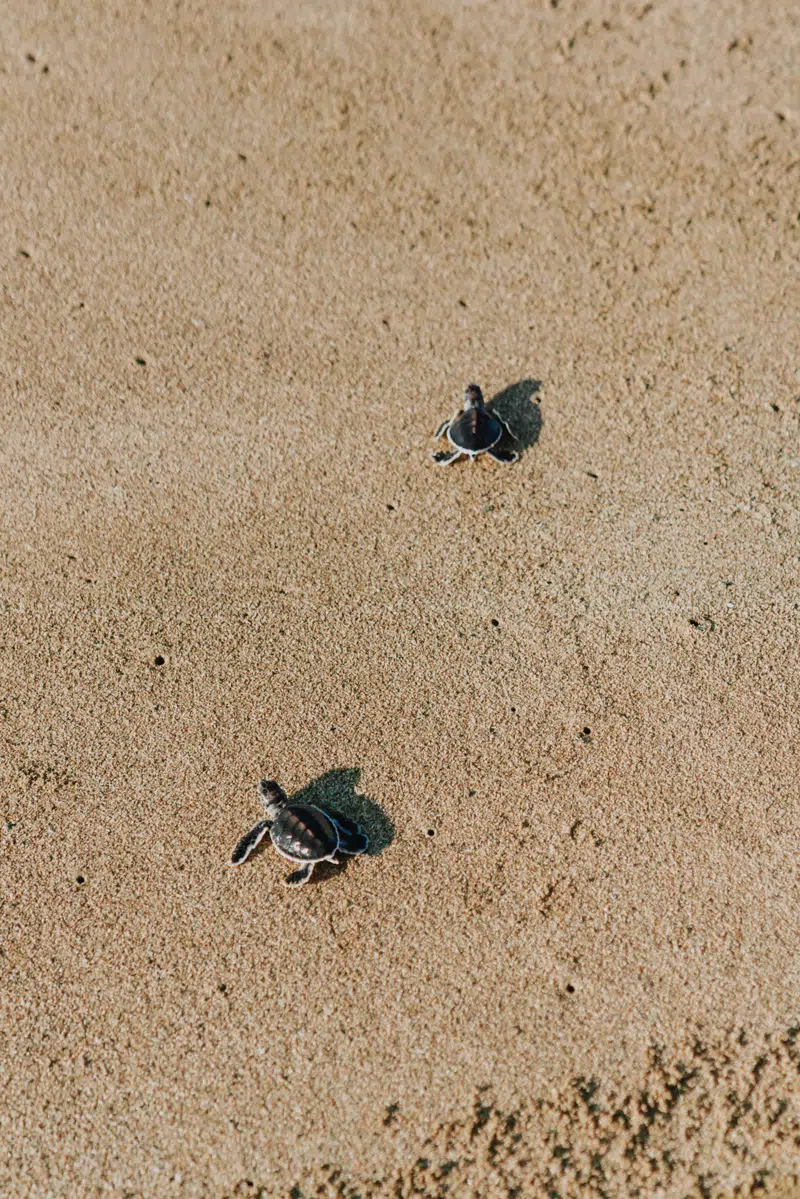 Baby turtles crawling across the sand