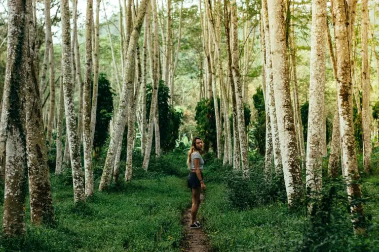 Walking track through a forest of paperbark trees