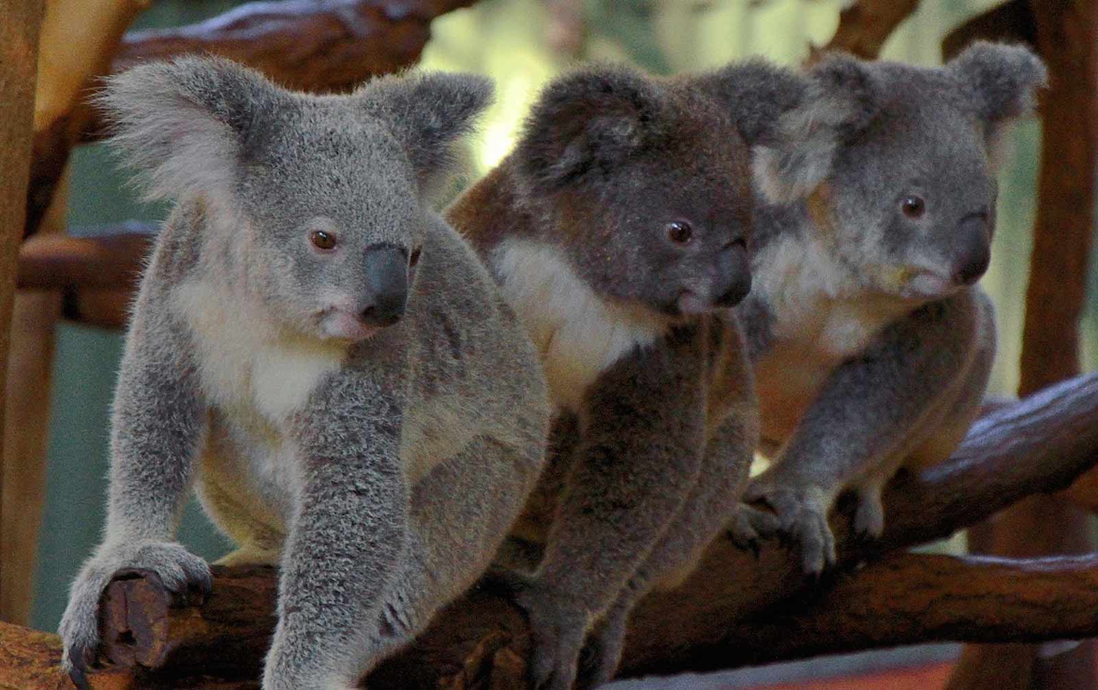 Lone Pine Koala Sanctuary